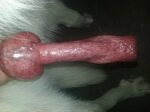 Pic of dog penis 💖 Puppies With Discharge In Penis hotelstan